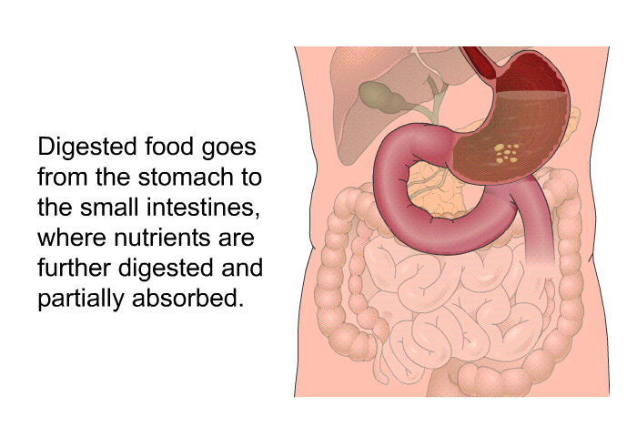 Digested food goes from the stomach to the small intestines, where nutrients are further digested and partially absorbed.