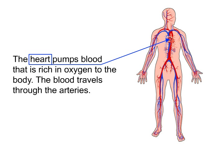 The heart pumps blood that is rich in oxygen to the body. The blood travels through the arteries.