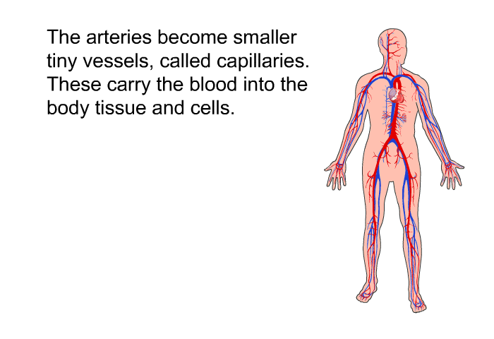 The arteries become smaller tiny vessels, called capillaries. These carry the blood into the body tissue and cells.