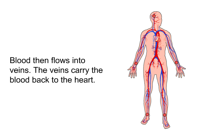 Blood then flows into veins. The veins carry the blood back to the heart.