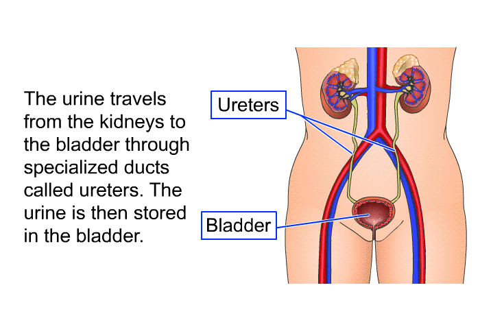 The urine travels from the kidneys to the bladder through specialized ducts called ureters. The urine is then stored in the bladder.