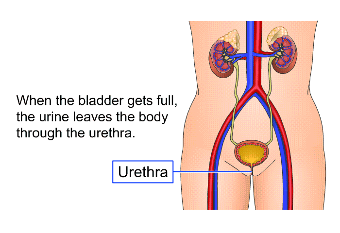When the bladder gets full, the urine leaves the body through the urethra.