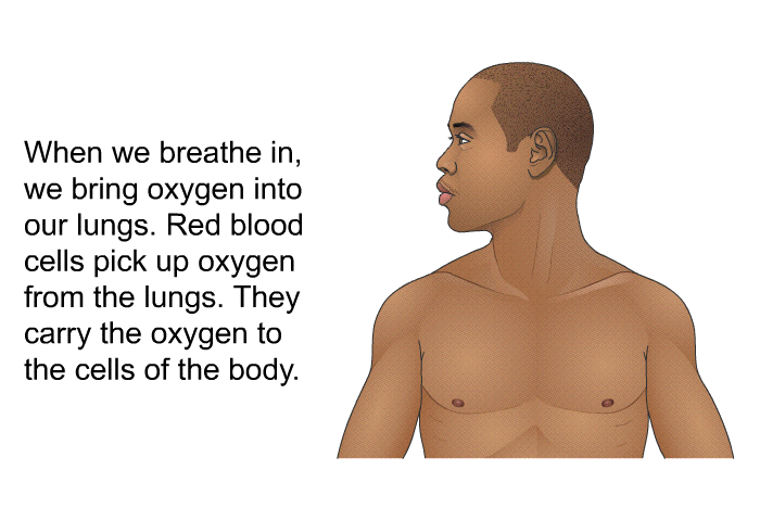 When we breathe in, we bring oxygen into our lungs. Red blood cells pick up oxygen from the lungs. They carry the oxygen to the cells of the body.
