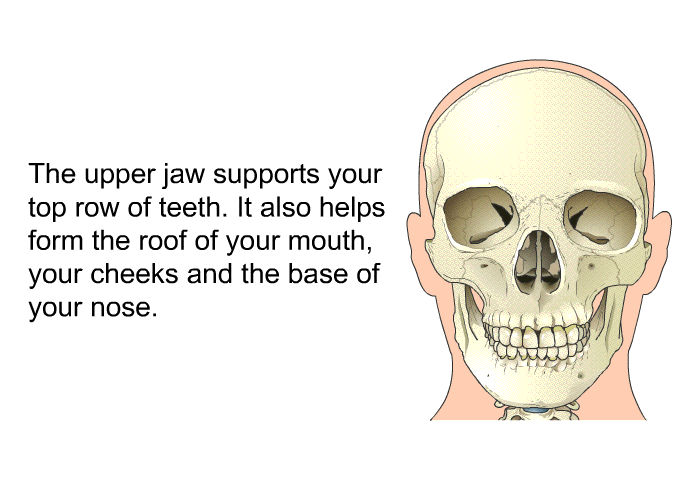 The upper jaw supports your top row of teeth. It also helps form the roof of your mouth, your cheeks and the base of your nose.