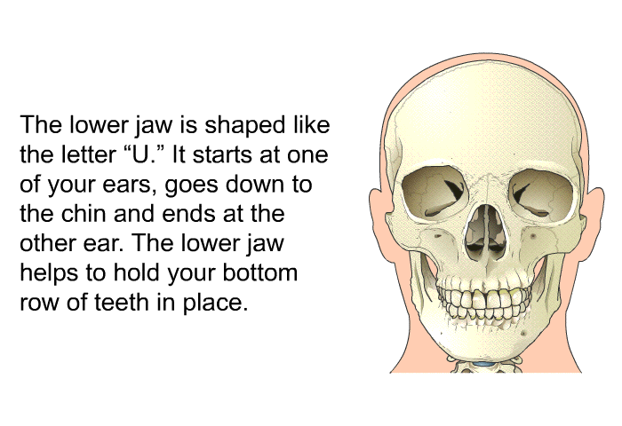 The lower jaw is shaped like the letter “U.” It starts at one of your ears, goes down to the chin and ends at the other ear. The lower jaw helps to hold your bottom row of teeth in place.