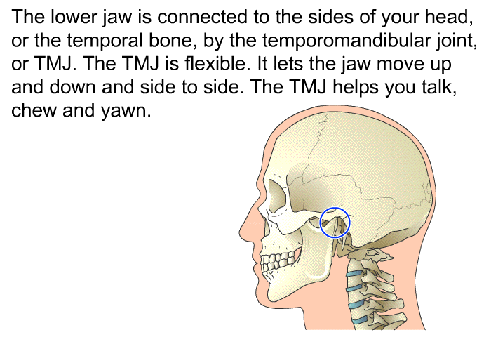 The lower jaw is connected to the sides of your head, or the temporal bone, by the temporomandibular joint, or TMJ. The TMJ is flexible. It lets the jaw move up and down and side to side. The TMJ helps you talk, chew and yawn.