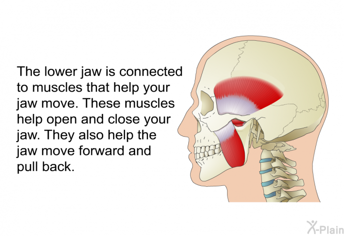 The lower jaw is connected to muscles that help your jaw move. These muscles help open and close your jaw. They also help the jaw move forward and pull back.