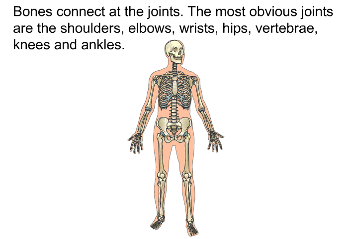 Bones connect at the joints. The most obvious joints are the shoulders, elbows, wrists, hips, vertebrae, knees and ankles.