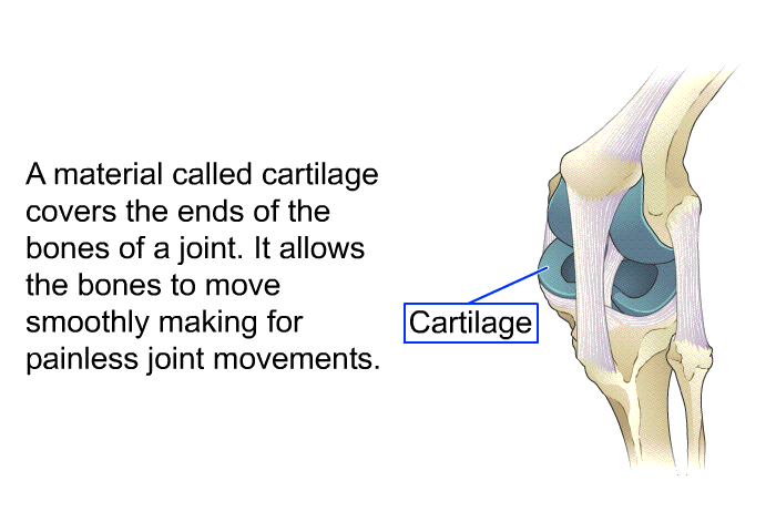 A material called cartilage covers the ends of the bones of a joint. It allows the bones to move smoothly making for painless joint movements.