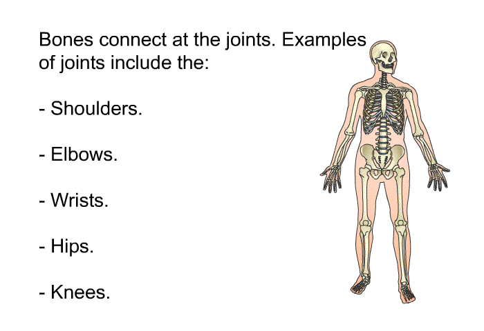 Bones connect at the joints. Examples of joints include the:  Shoulders. Elbows. Wrists. Hips. Knees.