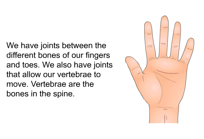 We have joints between the different bones of our fingers and toes. We also have joints that allow our vertebrae to move. Vertebrae are the bones in the spine.
