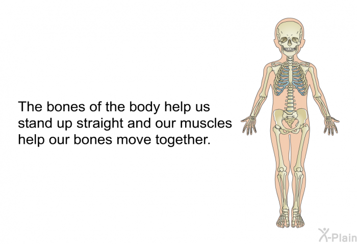 The bones of the body help us stand up straight and our muscles help our bones move together.