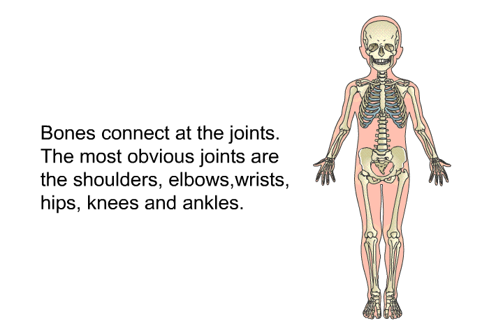Bones connect at the joints. The most obvious joints are the shoulders, elbows, wrists, hips, knees and ankles.