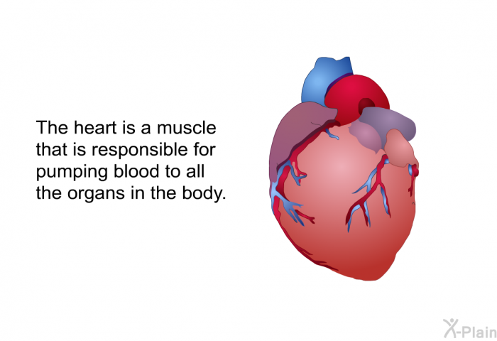The heart is a muscle that is responsible for pumping blood to all the organs in the body.