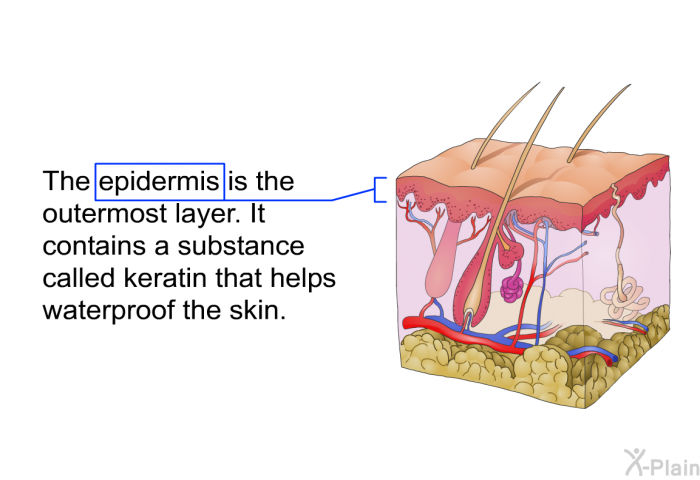 The epidermis is the outermost layer. It contains a substance called keratin that helps waterproof the skin.
