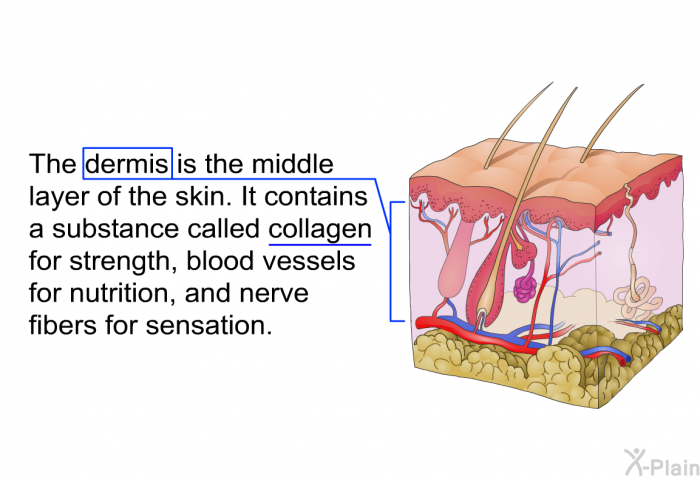 The dermis is the middle layer of the skin. It contains a substance called collagen for strength, blood vessels for nutrition, and nerve fibers for sensation.