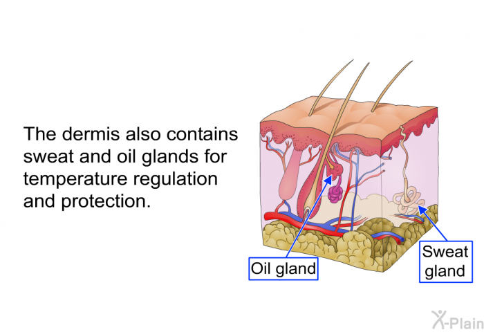 The dermis also contains sweat and oil glands for temperature regulation and protection.