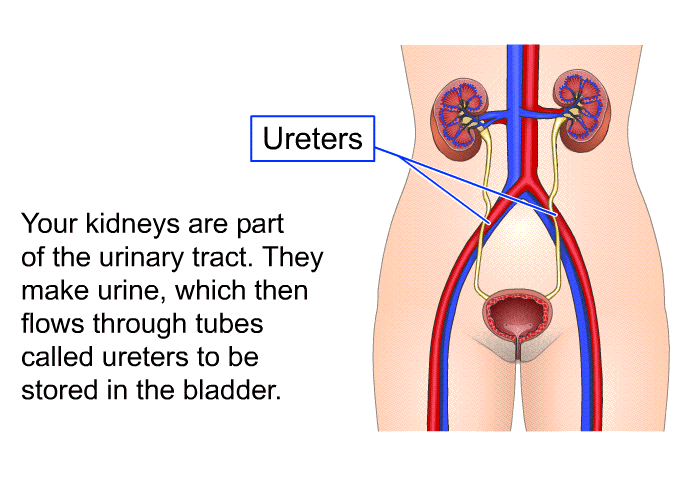 Your kidneys are part of the urinary tract. They make urine, which then flows through tubes called ureters to be stored in the bladder.