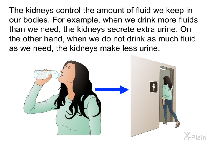 The kidneys control the amount of fluid we keep in our bodies. For example, when we drink more fluids than we need, the kidneys secrete extra urine. On the other hand, when we do not drink as much fluid as we need, the kidneys make less urine.