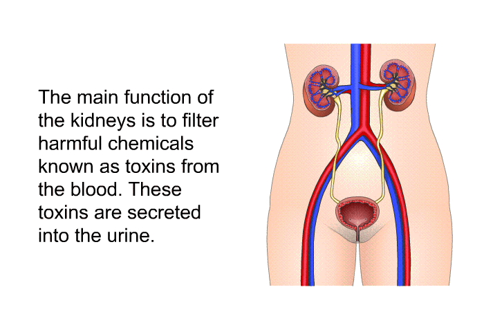 The main function of the kidneys is to filter harmful chemicals known as toxins from the blood. These toxins are secreted into the urine.
