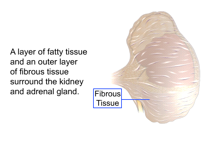 A layer of fatty tissue and an outer layer of fibrous tissue surround the kidney and adrenal gland.