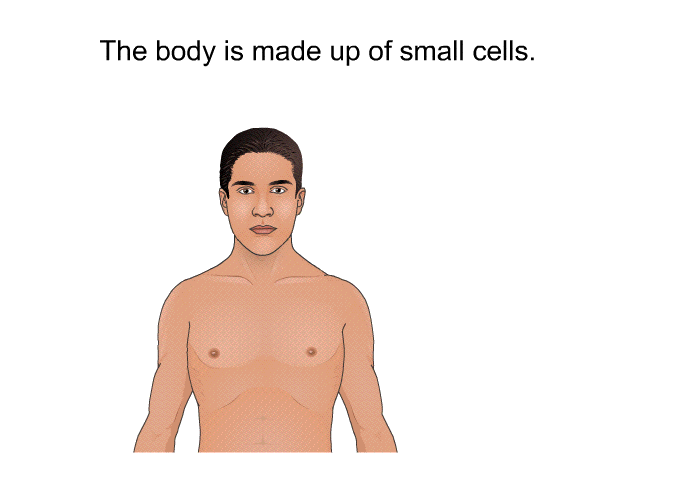 The body is made up of small cells.