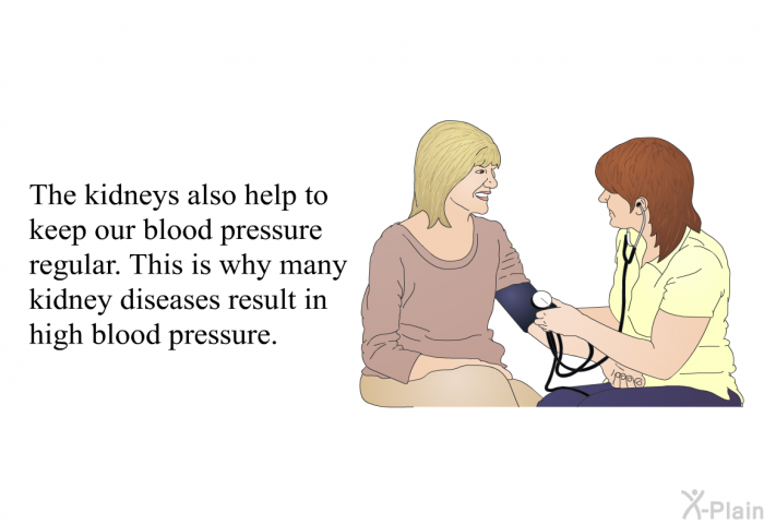 The kidneys also help to keep our blood pressure regular. This is why many kidney diseases result in high blood pressure.
