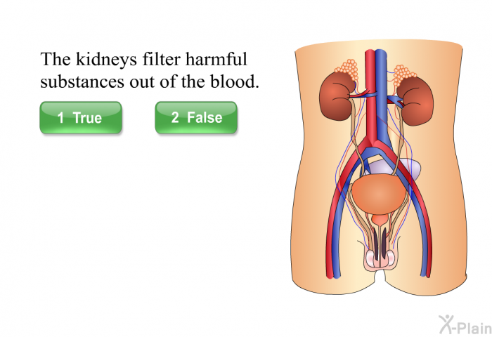 The kidneys filter harmful substances out of the blood.