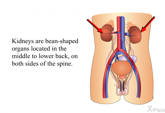 Kidneys are bean-shaped organs located in the middle to lower back, on both sides of the spine.
