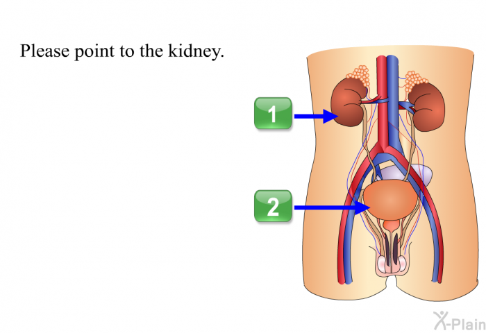 Please point to the kidney.
