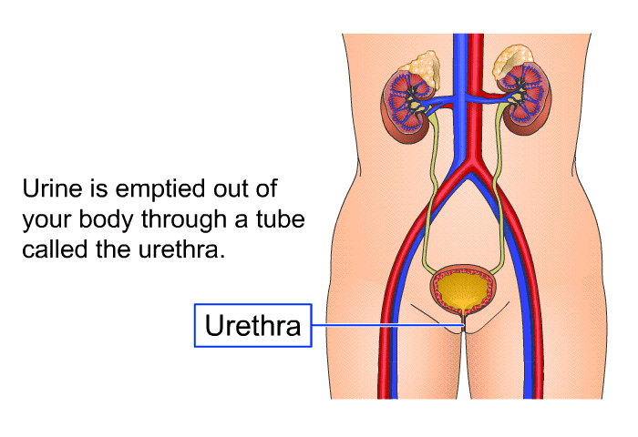 Urine is emptied out of your body through a tube called the urethra.
