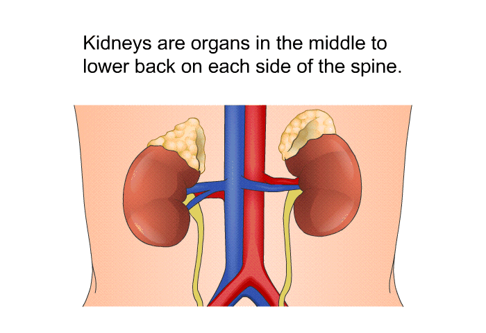 Kidneys are organs in the middle to lower back on each side of the spine.