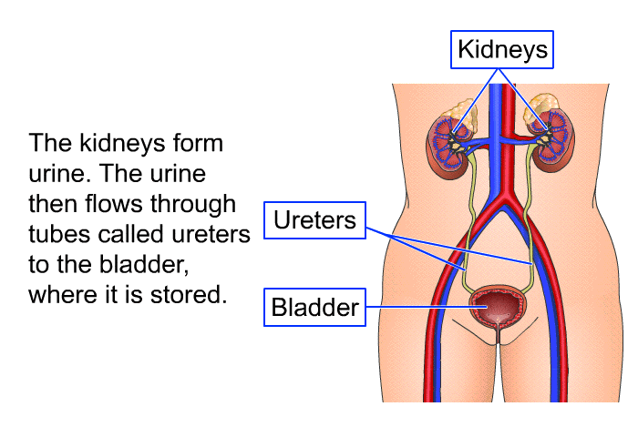 The kidneys form urine. The urine then flows through tubes called ureters to the bladder, where it is stored.