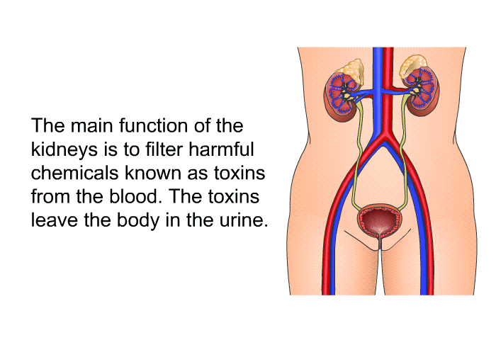The main function of the kidneys is to filter harmful chemicals known as toxins from the blood. The toxins leave the body in the urine.