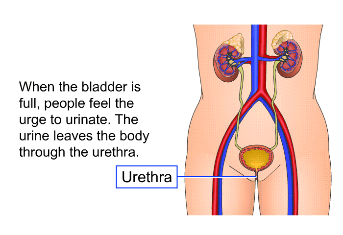 When the bladder is full, people feel the urge to urinate. The urine leaves the body through the urethra.