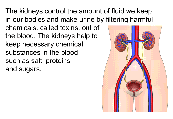 The kidneys control the amount of fluid we keep in our bodies and make urine by filtering harmful chemicals, called toxins, out of the blood. The kidneys help to keep necessary chemical substances <I>in</I> the blood, such as salt, proteins and sugars.