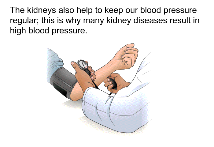The kidneys also help to keep our blood pressure regular; this is why many kidney diseases result in high blood pressure.
