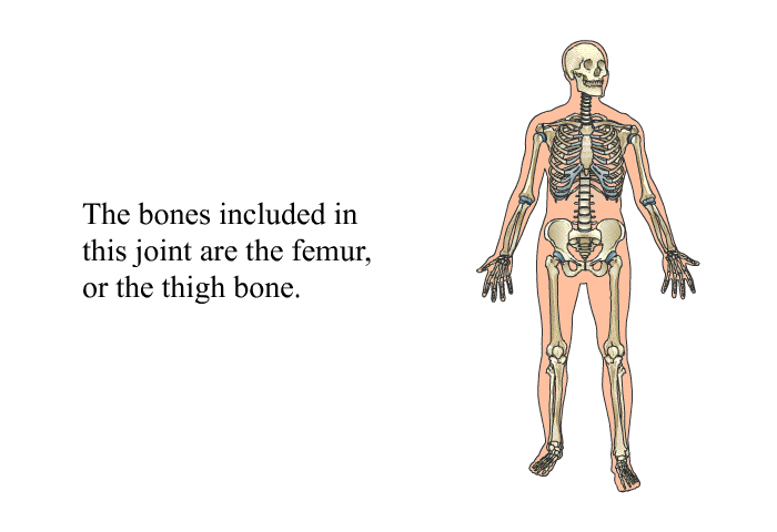 The bones included in this joint are the femur, or the thigh bone. The tibia, one of the lower leg bones.