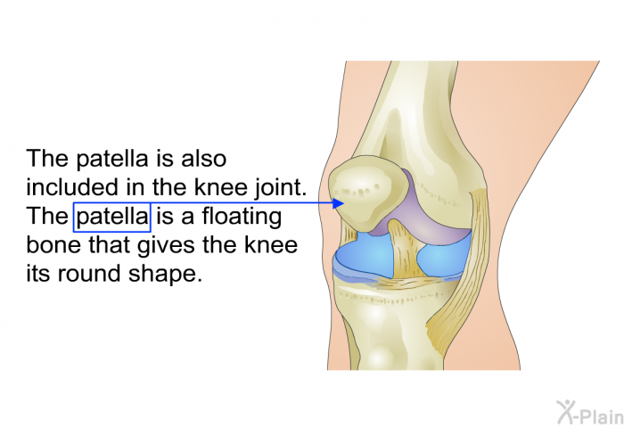 The patella is also included in the knee joint. The patella is a floating bone that gives the knee its round shape.