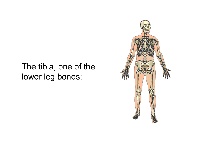 The tibia, one of the lower leg bones;