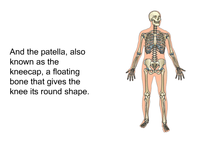 And the patella, also known as the kneecap, a floating bone that gives the knee its round shape.