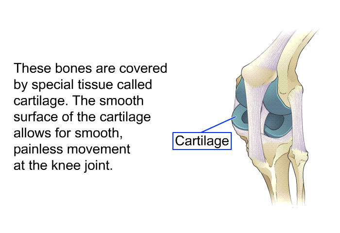 These bones are covered by special tissue called cartilage. The smooth surface of the cartilage allows for smooth, painless movement at the knee joint.