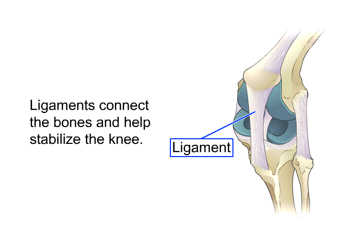 Ligaments connect the bones and help stabilize the knee.