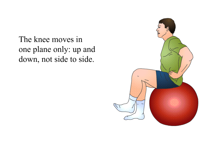 The knee moves in one plane only: up and down, not side to side.