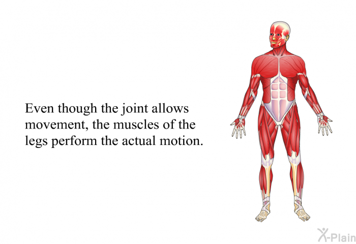 Even though the joint allows movement, the muscles of the legs perform the actual motion.