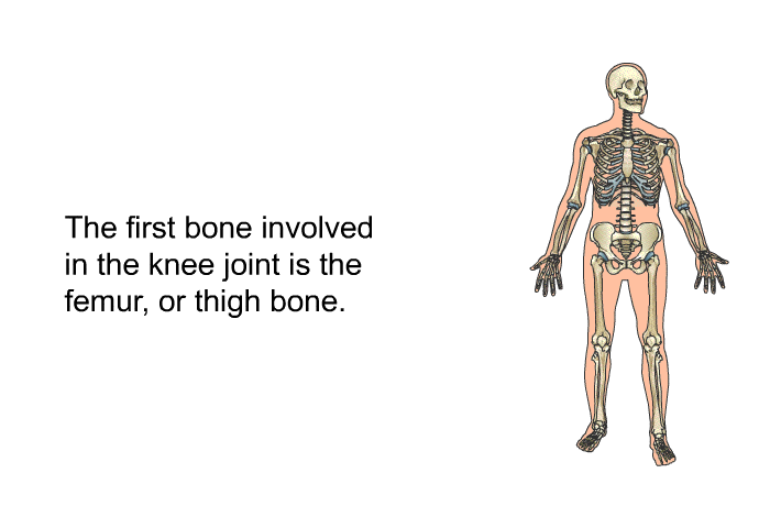 The first bone involved in the knee joint is the femur, or thigh bone.