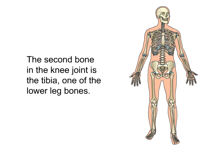 The second bone in the knee joint is the tibia, one of the lower leg bones.