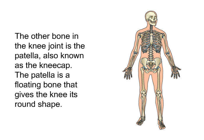 The other bone in the knee joint is the patella, also known as the kneecap. The patella is a floating bone that gives the knee its round shape.