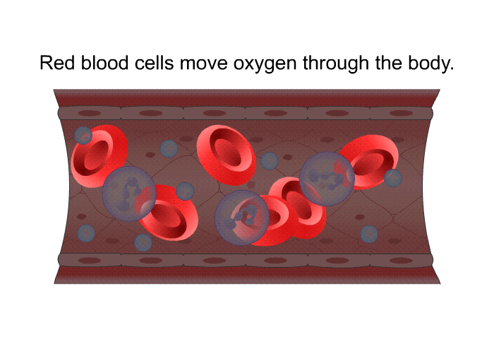 Red blood cells move oxygen through the body.
