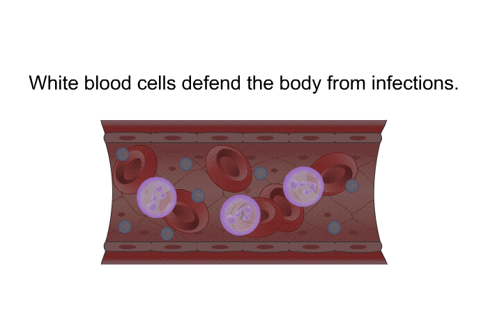 White blood cells defend the body from infections.
